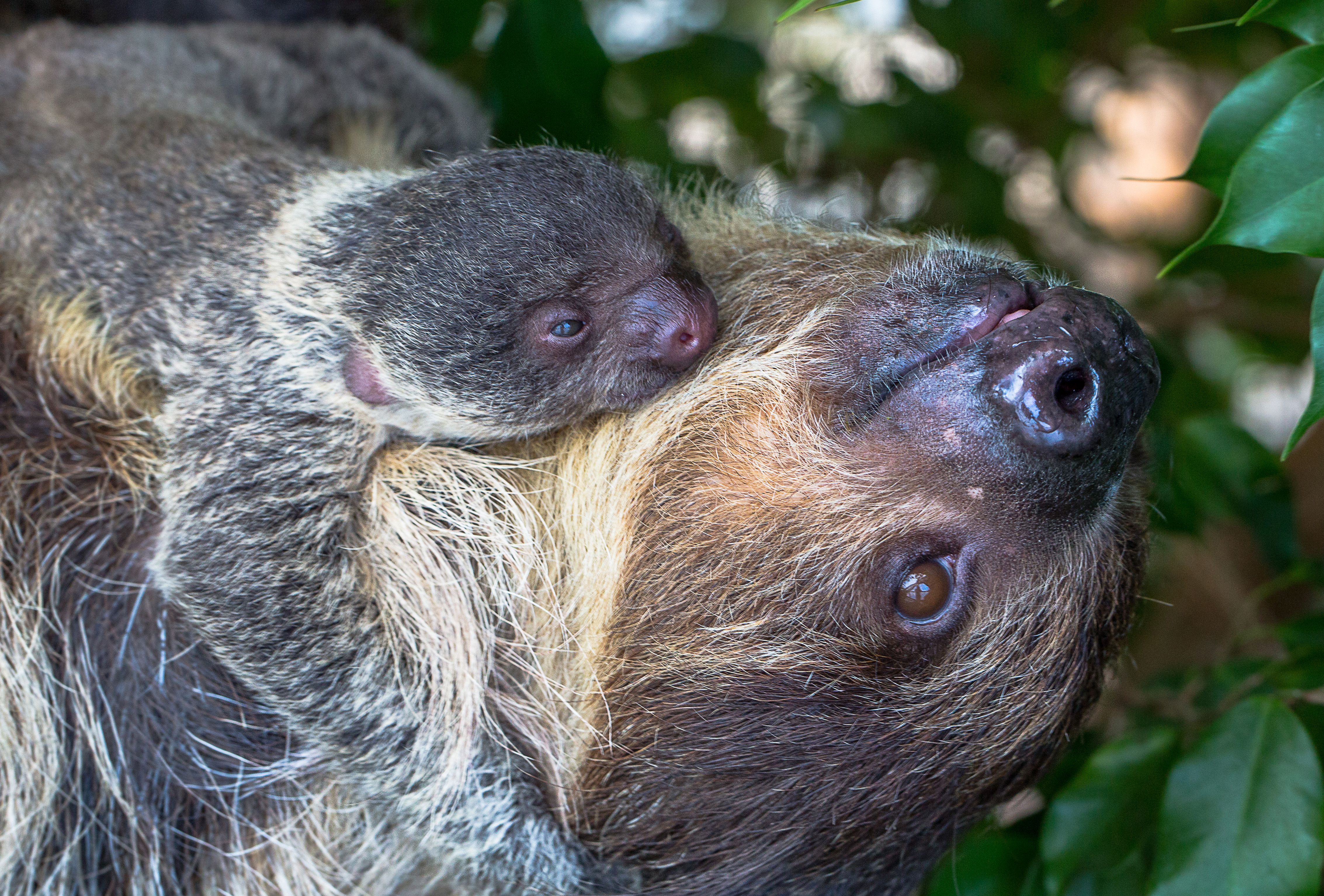 baby sloth 3