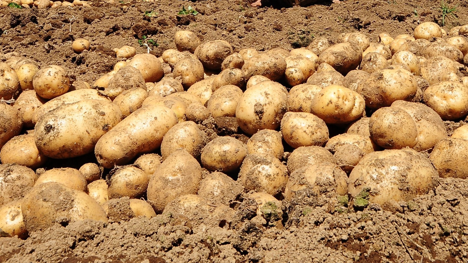 Суперранний урожай картофеля