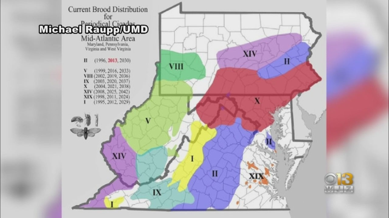 Will Cicadas Emerge In Maryland In 2024 Karna Joella