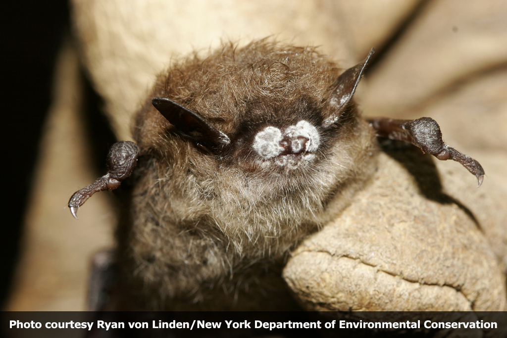 Little_Brown_Bat_with_WNS