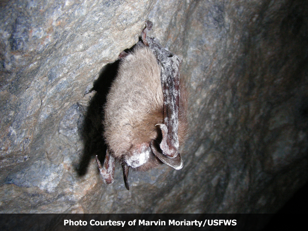 Little Brown Bat With WNS Hanging In Cave