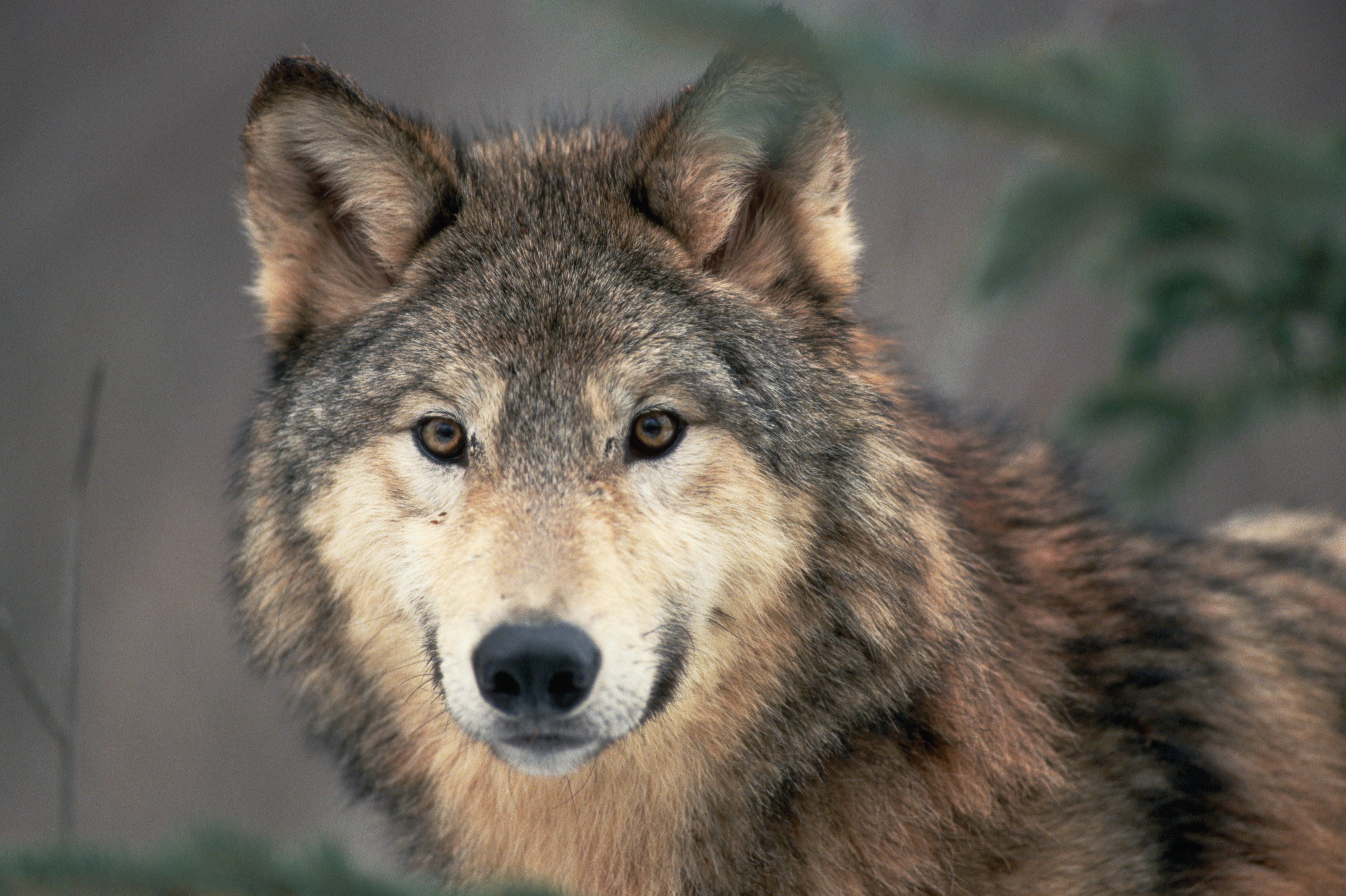 Александры волк. Волка 24. Great Plains Wolf.