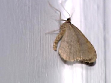 Curious: Why Are There So Many Moths?