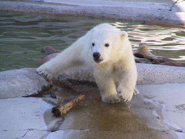 Baby Polar Bears.